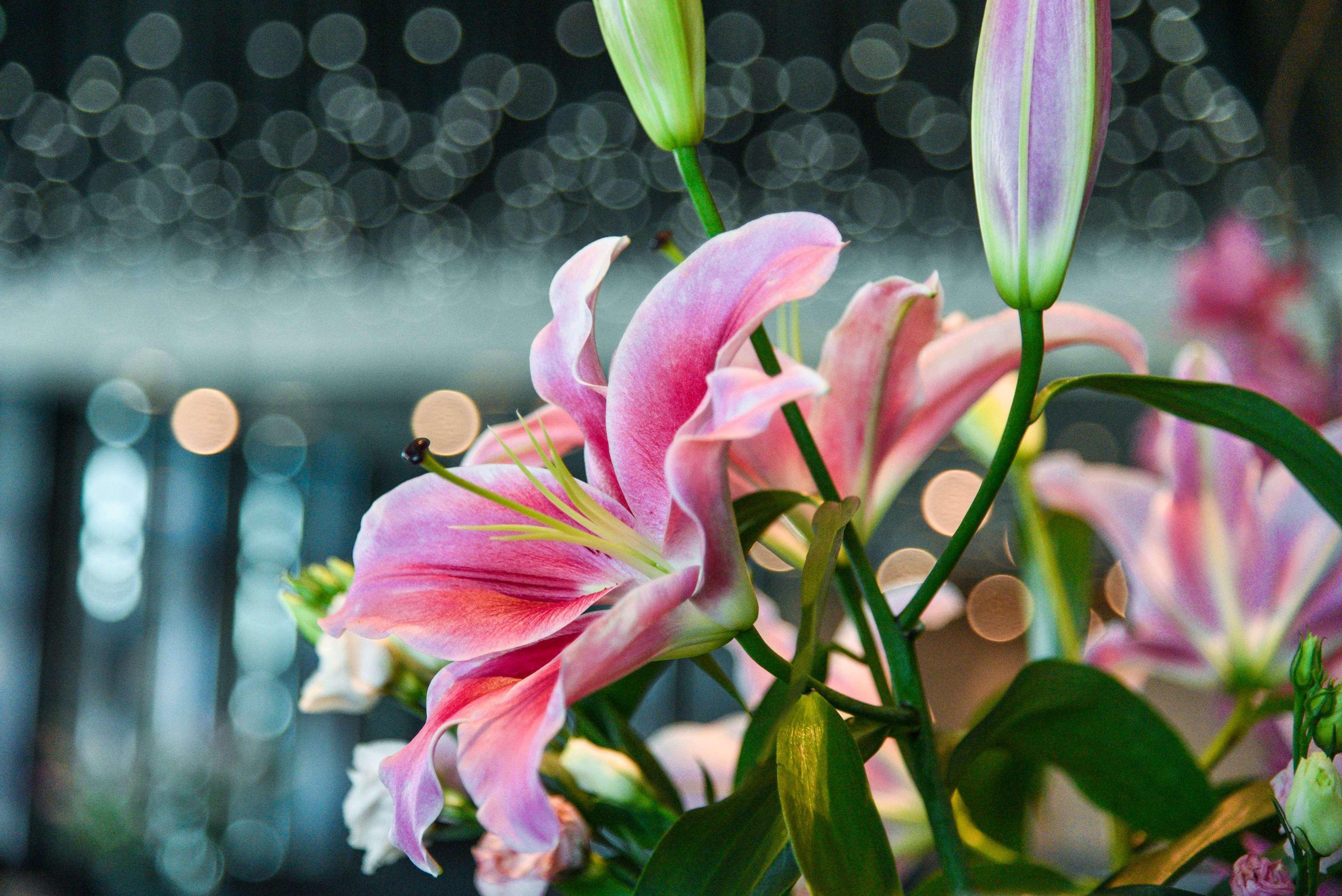 بارك حياة الدوحة المظهر الخارجي الصورة Lilium × hybridum